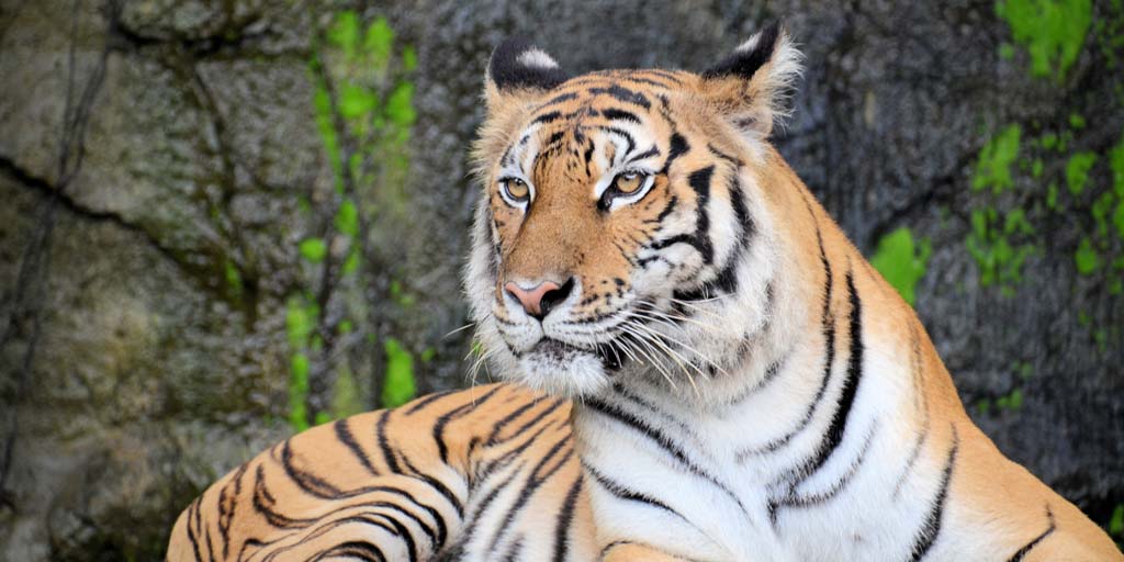 Chinese Year of the Tiger