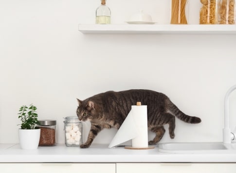 Allowing Pets in Rental Properties: A Guide for Landlords in Central London